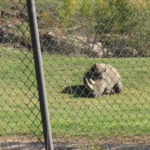 Central Africa - Northern White Rhinoceros