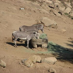Africa Tram Safari - Grevy's Zebra