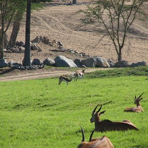 Southern Africa - Patterson's Eland and South African Springbok