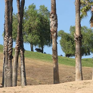 North Africa - Barbary Red Deer