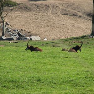 Southern Africa - South African Sable Antelope