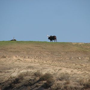 North Africa - Watusi Cattle