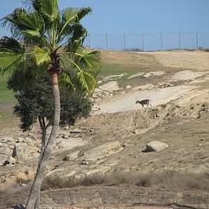 North Africa - Barbary Red Deer