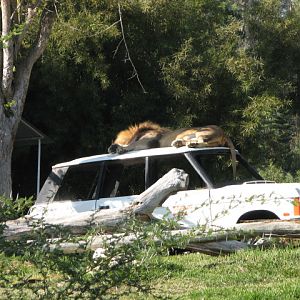 Lion Camp - South African Lion