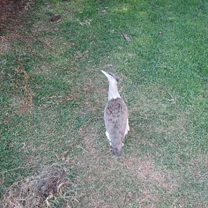 African Outpost - Kori Bustard