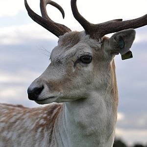 Fallow Deer in Phoenix Park, Dublin