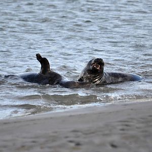 Young seals playing on the beach - Bull Island, Dublin