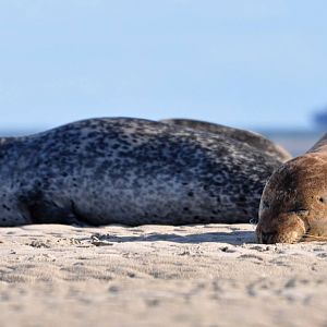 Seals resting on the beach - Bull Island, Dublin
