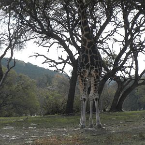 Rothschild's Giraffe