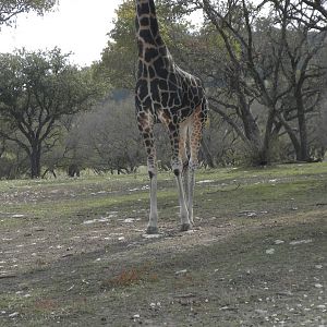 Rothschild's Giraffe