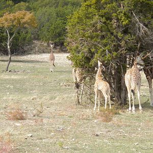 Roth-ticulated Giraffes