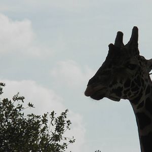 Rothschild's Giraffe