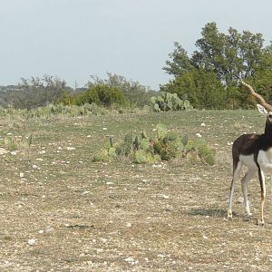 Blackbuck