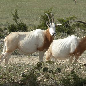 Scimitar-Horned Oryx
