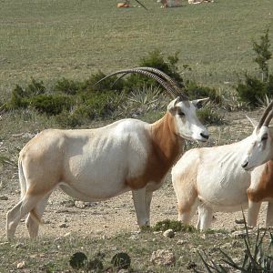Scimitar-Horned Oryx
