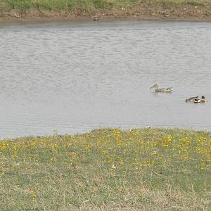Northern Shovelers