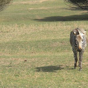Hartmann's Zebra