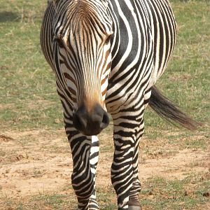 Hartmann's Zebra