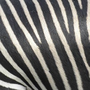 Hartmann's Zebra