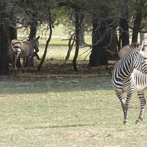 Hartmann's Zebra