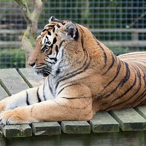 Bengal Tiger