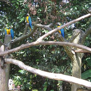 blue and gold macaws (Ara ararauna)