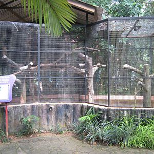 aviary for buffy fish owls (Ketupa ketupu)