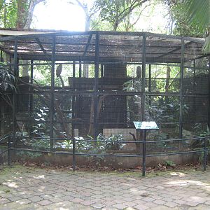 aviary for spotted wood owls (Strix seloputo)