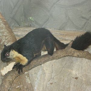 black giant squirrel (Ratufa bicolor)