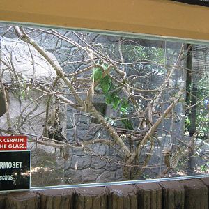 cage for common marmoset (Callithrix jacchus)