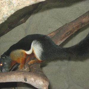 Prevosts squirrel (Callosciurus prevostii)