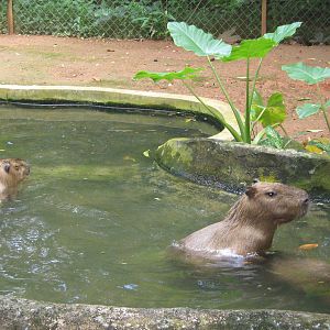 capybara enclosure