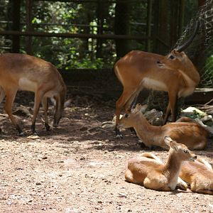 lechwe (Kobus leche)