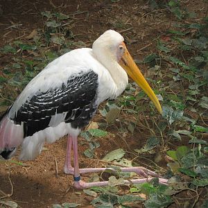 painted stork (Mycteris leucocephala)