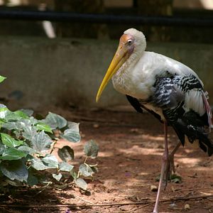 painted stork (Mycteria leucocephala)