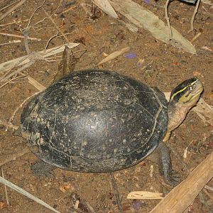 Malayan box turtle (Cuora amboinensis)