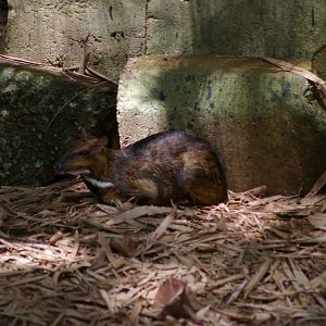 Greater mouse deer (Tragulus napu napu)
