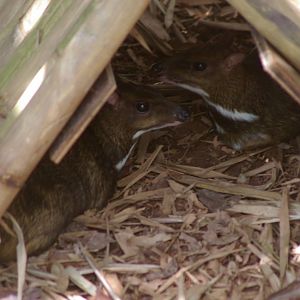Greater mouse deer (Tragulus napu napu)