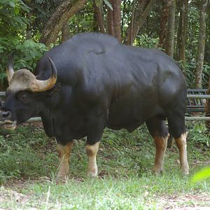 Malayan gaur (Bos gaurus hubbacki)