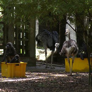 wild dusky langurs (Trachypithecus obscurus) stealing food