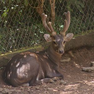 Bawean hog deer (Axis kuhlii)