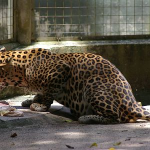 Indochinese leopard (Panthera pardus delacouri)