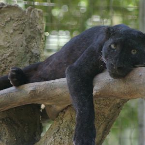 Indochinese leopard (Panthera pardus delacouri)