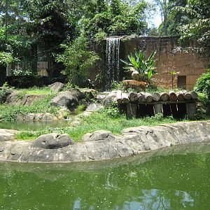 tiger enclosure