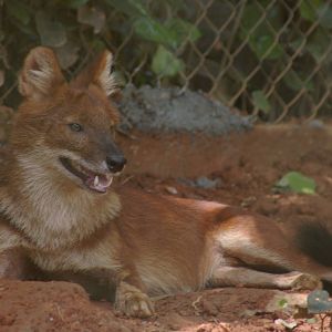 dhole (Cuon alpinus)