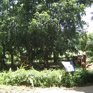 island for binturongs (Arctictis binturong)