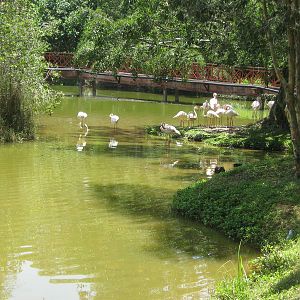 Greater flamingo (Phoenicopterus roseus)