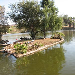 African Outpost - Demoiselle Crane