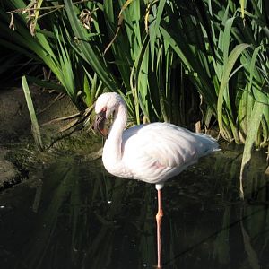 African Outpost - Lesser Flamingo