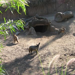 African Outpost - South African Bat Eared Fox